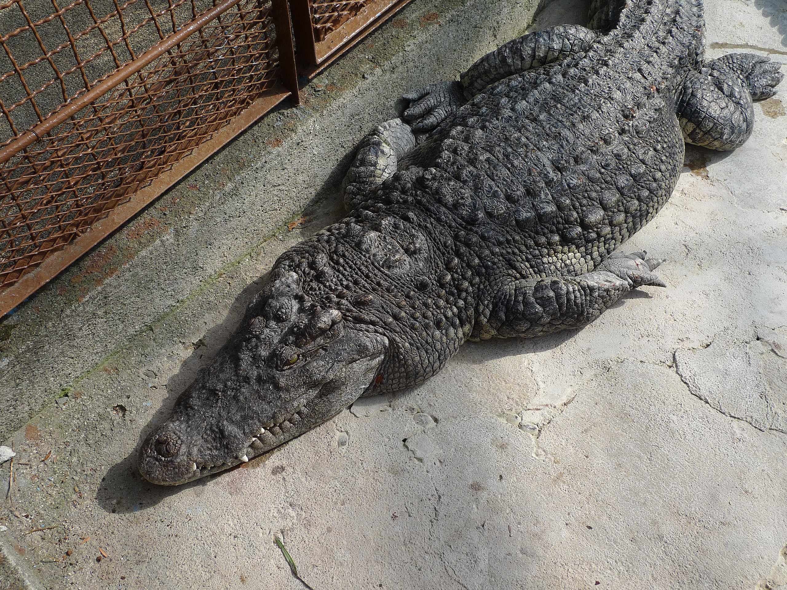 🌴 아타가와 열대 & 악어 정원 (아타가와 바나나 와니엔) 이미지 6